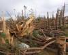 Деревья в сосновом бору свалены и вырваны с корнем у школы в Энтерпрайз, штат Алабама 2 марта 2007 года после торнадо. В результате обвала крыши погибло семь школьников